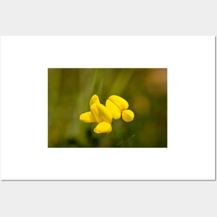 Lotus corniculatus, bird's-foot trefoil Posters and Art